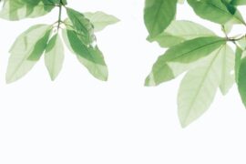 保鲜的反义词有哪些？