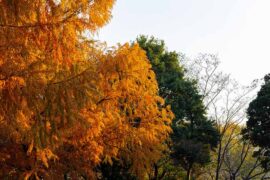 暴动的反义词有哪些？