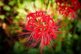 从容的反义词有哪些？