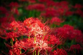 光鲜的反义词有哪些？