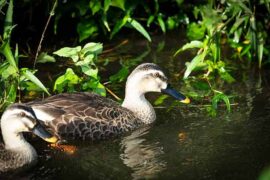 减慢的反义词有哪些？