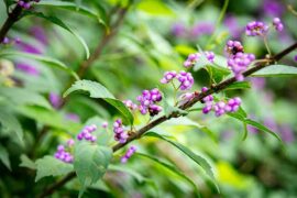 鲜花的反义词有哪些？