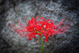 动容的反义词有哪些？