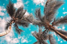 窦群《春雨·昨日偷闲看花了》全文及鉴赏