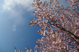 开成花灾的玫瑰不是灿烂，而是荒凉