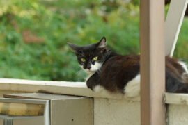 美德就像天生丽质的香料，只有在燃烧的时候才会散发出浓郁的芬芳