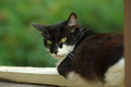 减弱的近义词有哪些？