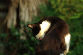 大籽《白月光与朱砂痣》歌词评论及赏析