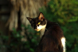 八卦的近义词有哪些？