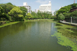 暴毙的近义词有哪些？