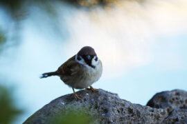 美妙的近义词有哪些？