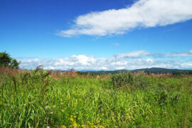 鱼离水则身枯，心离书则神索