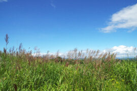 光鲜的近义词有哪些？