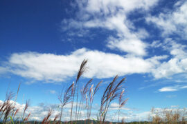 包括的近义词有哪些？