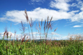 勿以有限身，常供无尽愁