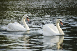思索是一道大门，通向现世上没有的东西，通到现在人类想不到的地方
