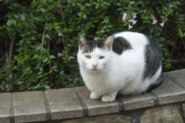 小蓝背心《目及皆是你》歌词评论及赏析