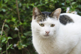 舒适的近义词有哪些？