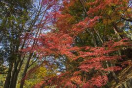 安定的近义词有哪些？