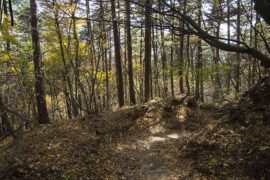 暴雨的近义词有哪些？