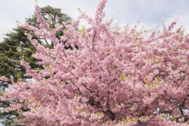 春季的近义词有哪些？