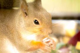 阿肆《热爱105°C的你》歌词评论及赏析