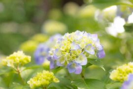 梦想的近义词有哪些？