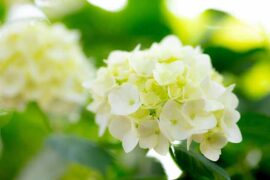 李鑫一《一花一剑》歌词评论及赏析