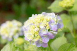 幻想的近义词有哪些？