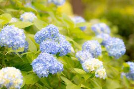 回小仙《醒不来的梦》歌词评论及赏析