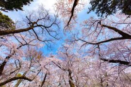 花季的近义词有哪些？