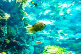 川青、Morerare《下潜》歌词评论及赏析