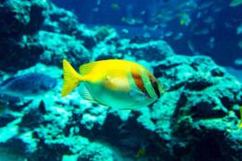 安苏羽、傅梦彤《潮汐》歌词评论及赏析