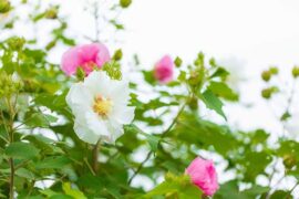 许多的近义词有哪些？