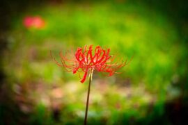 彩绘的近义词有哪些？