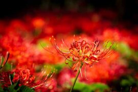 动兵的近义词有哪些？