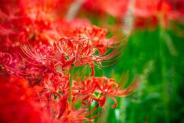 感想的近义词有哪些？