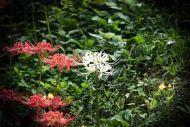 彩色的近义词有哪些？