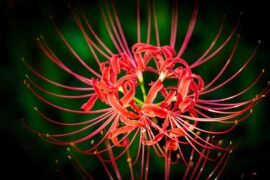 李常超《盗墓笔记·十年人间》歌词评论及赏析