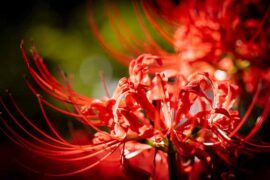 魅力的近义词有哪些？