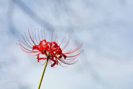 姚六一《雾里》歌词评论及赏析