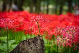零一九零贰《忘川彼岸》歌词评论及赏析