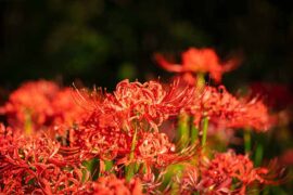 美丽的近义词有哪些？