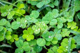 减慢的近义词有哪些？