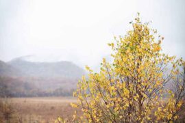 是七叔呢《半生雪》歌词评论及赏析