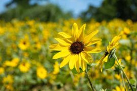 逃跑计划《夜空中最亮的星》歌词评论及赏析