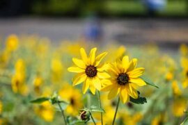 尝鲜的近义词有哪些？