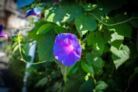 壁画的近义词有哪些？