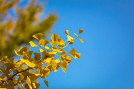 房东的猫《所念皆星河》歌词评论及赏析