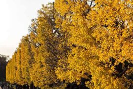 慢慢的近义词有哪些？